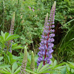 Lupines grow profusely in the spring!
